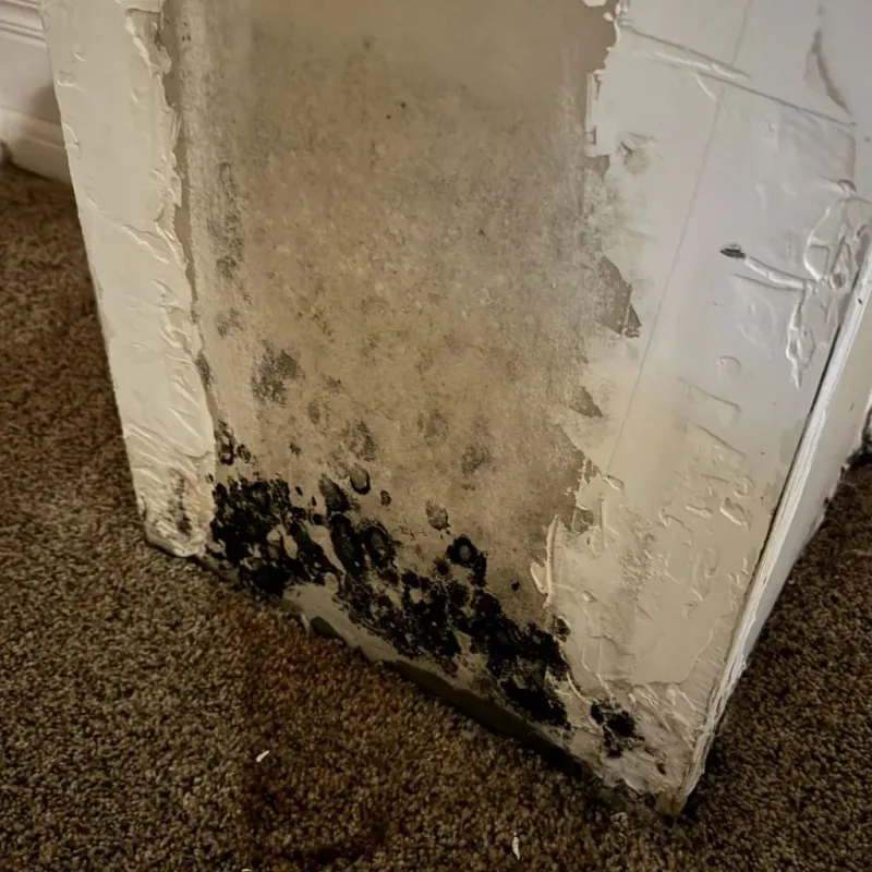 Professional Mold Removal in Wayne County, IL